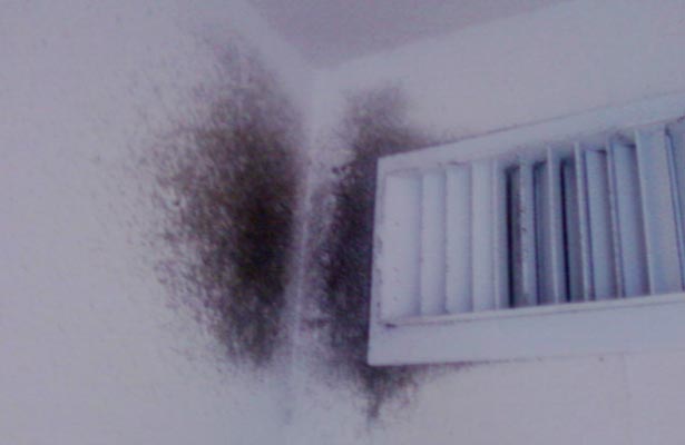 how do you know if you have mold