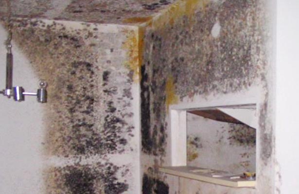 how do you remove black mold from clothes