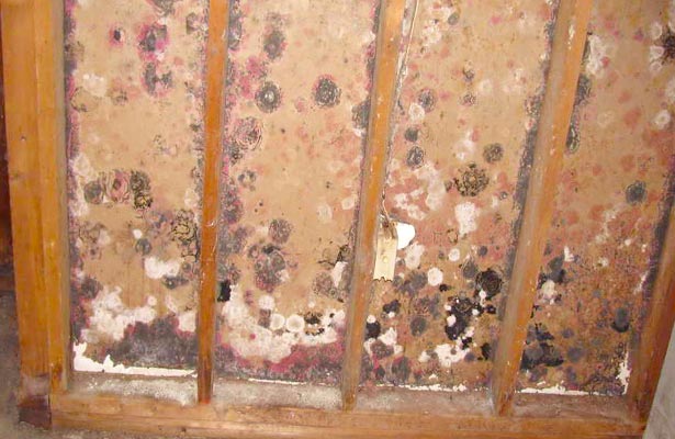 how do you remove black mold from shower