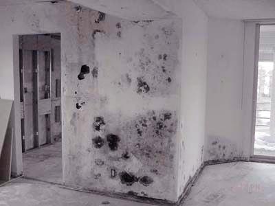 how do you tell if black mold is toxic and how to tell if mold is toxic