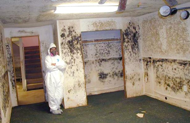 how to check for mold and mildew in your home