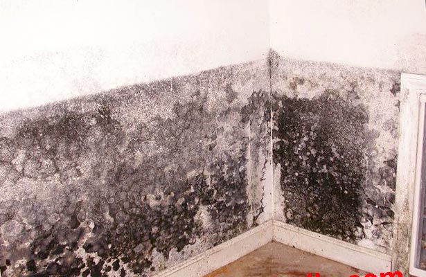 how to clean black mold off a wall