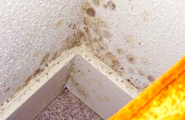 how to clean black mold off bathroom walls