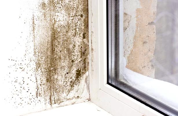 how to get rid of black mold in home