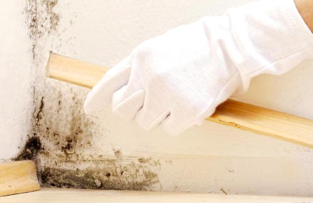 how to get rid of mold in old homes