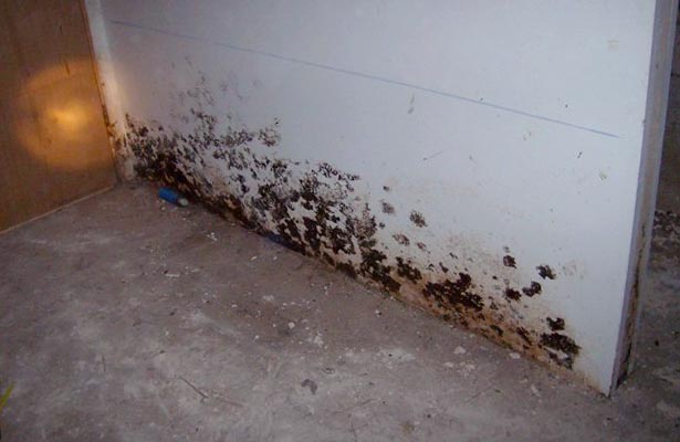 how to get rid of white mold in home