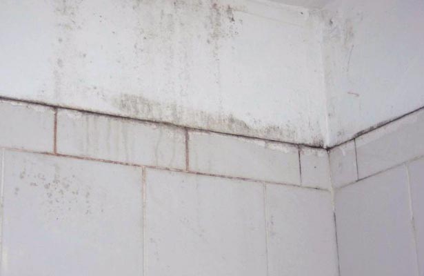 how to keep mold from shower curtain