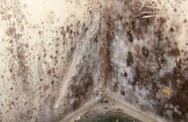physical effects of mold in the home