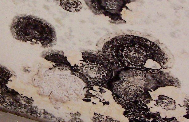 pictures of different types of household mold
