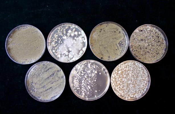 pictures of different types of mould