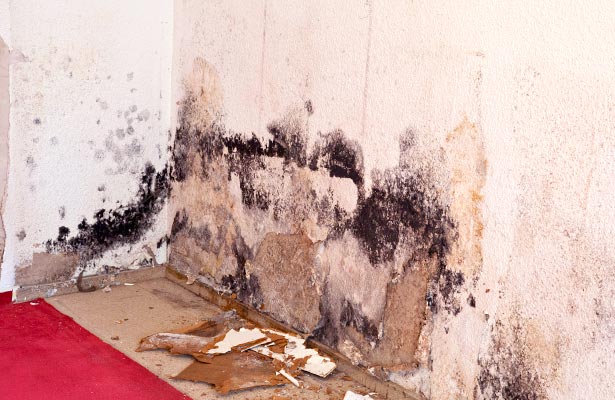 pictures of types of mold in houses