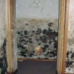 secret to Know If You Have Black Mold