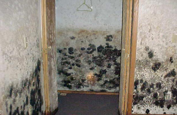 secret to Know If You Have Black Mold