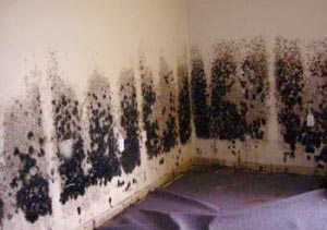health effects of exposure to black mold