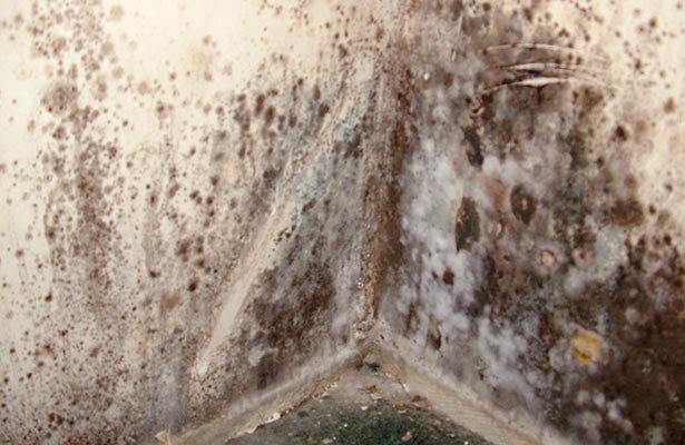 how dangerous and detect is black mold in your home