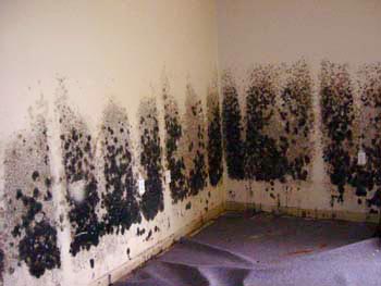 how dangerous is mold in your home