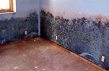 long term effects of exposure to black mold