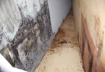 symptoms of mold exposure in the home