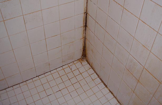 cleaning black mould from shower grout