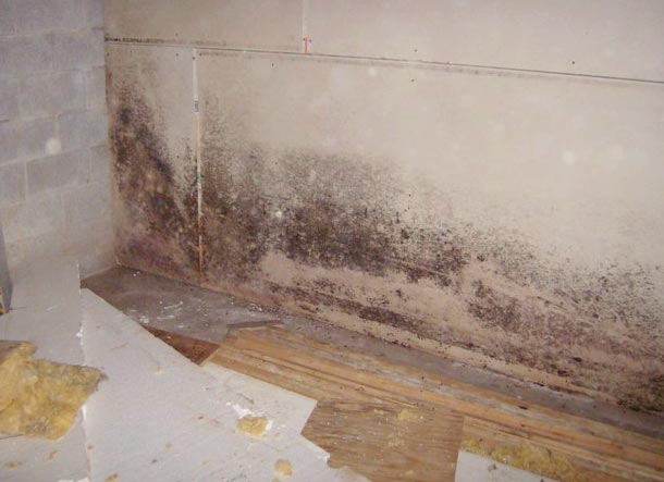 how to clean black mold from shower