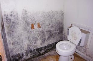 how to clean black mold in shower