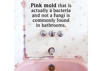 how to get mold and mildew out of shower