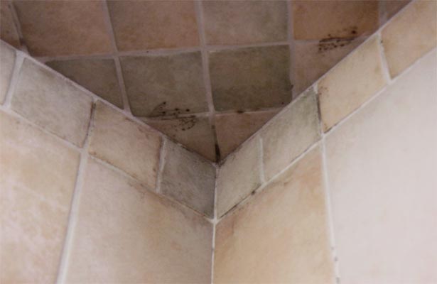 removing mold from grout in the shower