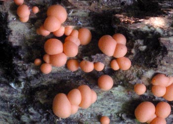Dry Orange Mold Spores
