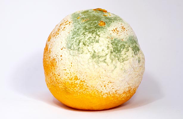 Orange Mold And Penicillin