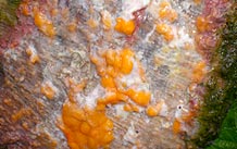 Orange Mold In Attic looks
