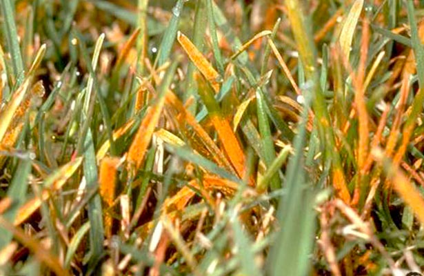 Orange Mold On Grass best way to removal