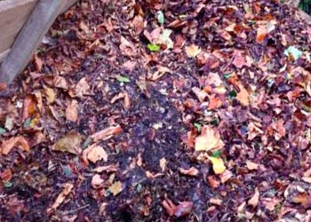 leaf mold compost houston