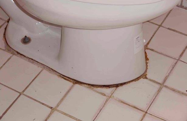 mold in toilet cistern