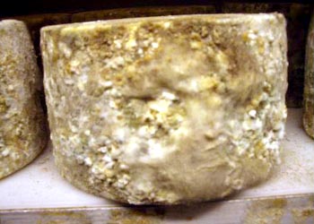mold on camembert cheese