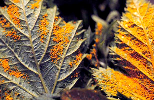orange fungus on raspberry plants