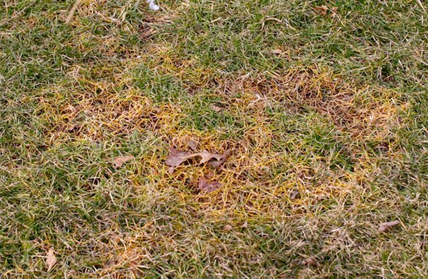 orange mold in grass