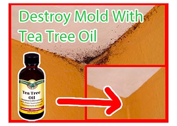 orange oil mold treatment