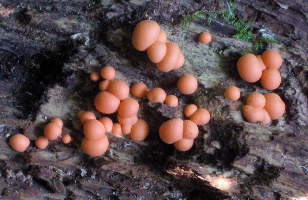 yellow orange fungus on mulch