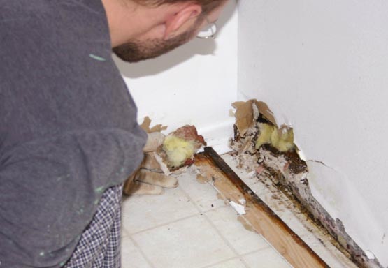 How Common Is Mold in Homes