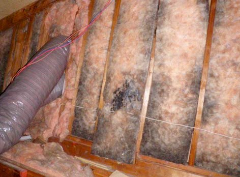 How To Remove Mold From Attic