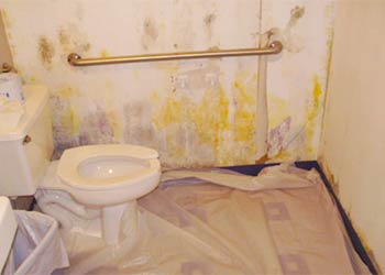 Mold in the toilet