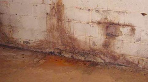 how to get rid of black mold in basement