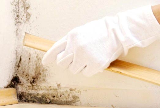 how to get rid of mold in the basement