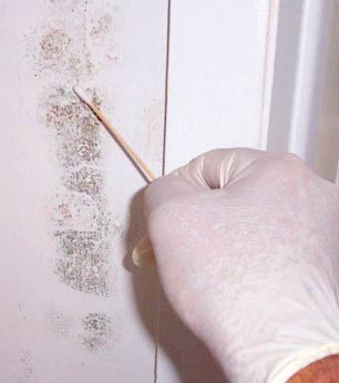 how to identify mold in house