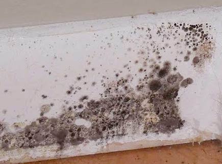 How To Tell Black Mold From Mildew