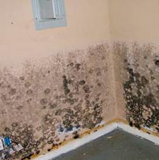 How To Tell If Black Mold Is Toxic