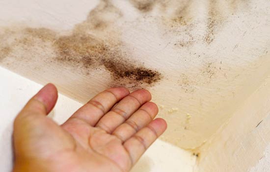 What Are The Symptoms Of Mold In Your Home