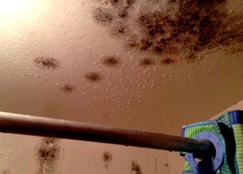 Mold In Your Home Furniture