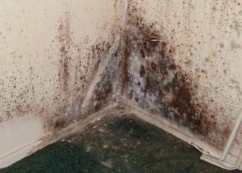 Mold In Your Home