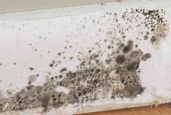 How Does Mold Grow - The Simple Science
